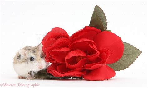 Pin On Hamster And Flower