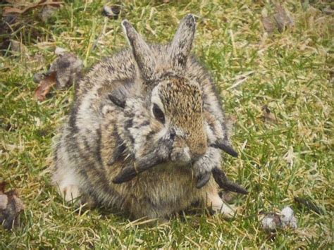 Horned Rabbit Afflicted With Virus Sighted