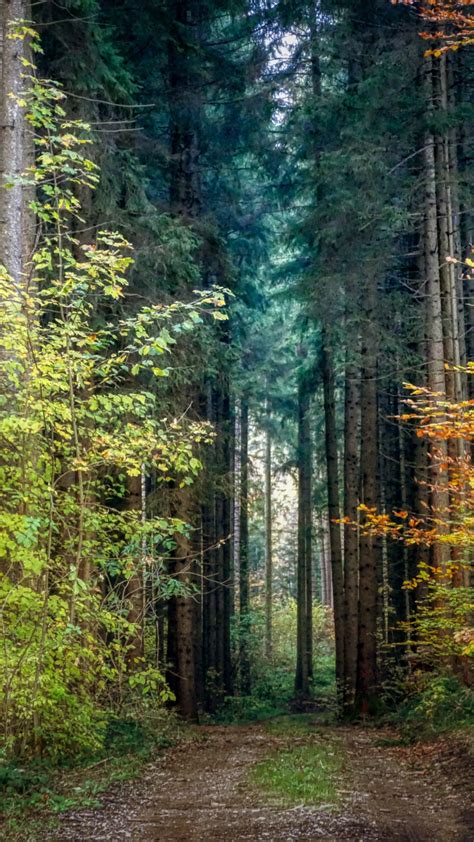 Download 720x1280 Wallpaper Forest Trees Green Pathway Autumn