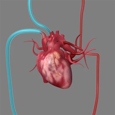 Human Heart — Stock Photo © Sciencepics 66748209