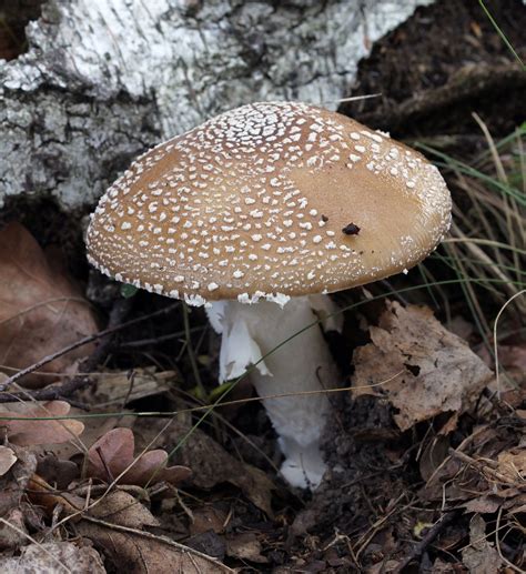 10 Most Poisonous Mushrooms In The World Avoid Them