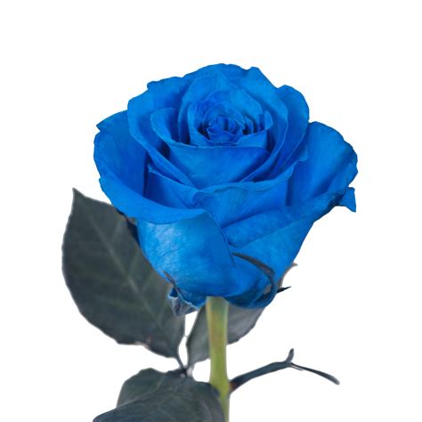 Tinted Blue Roses 75 Stems Of 50 Cm Farm Direct Fresh Cut Flowers By