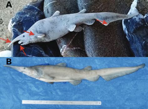 ¿fueron Engañados Los Científicos Por Un Tiburón De Juguete De Plástico