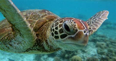 The Illuminating Way One Small Australian City Is Saving Sea Turtles