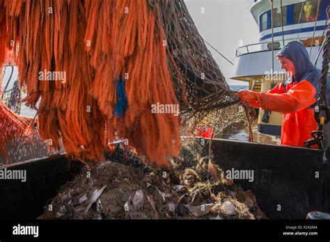 Dutch Fishing Vessel Fishing On The North Sea For Sole And Flounder