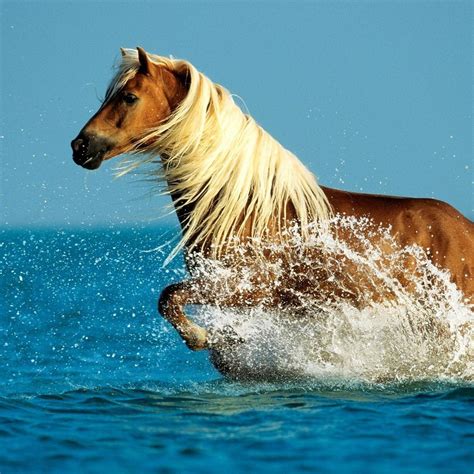 Wonderful Horse Run In The Ocean Water Hd Wallpaper