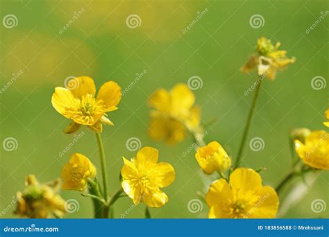 The Yellow Wild Buttercup Flowers In Green Background Stock Photo