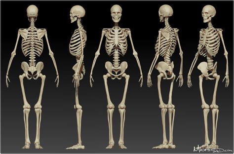 The skeletal system in vertebrates is divided into Human Skeleton and Muscle Structure - Body Adaptation