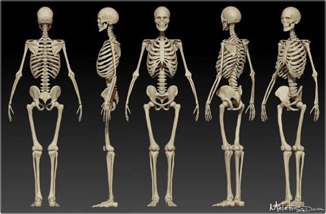 The human body is made up of a complex structure of systems that all work together. Human Skeleton and Muscle Structure - Body Adaptation