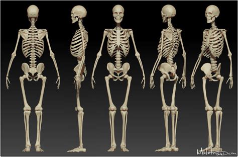 If you'd like more information on this topic, we recommend the following book (available on amazon.com) Human Skeleton and Muscle Structure - Body Adaptation