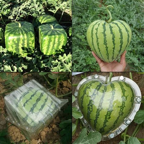 watermelon growing mold heart sapodilla garden fruit mould tool reusable forming shaping1pcs