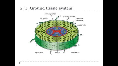 Ground Tissue Diagram
