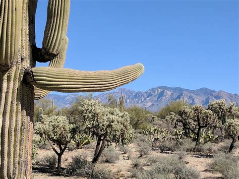Spectacular Tucson Mountain Lot For Sale Tucson Land And Home Realty