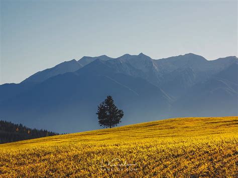 Lonely Tree On A Field With A Mountain Background Nature Print By Luke