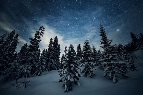 Winter Forest Under Starry Night Sky Image Abyss