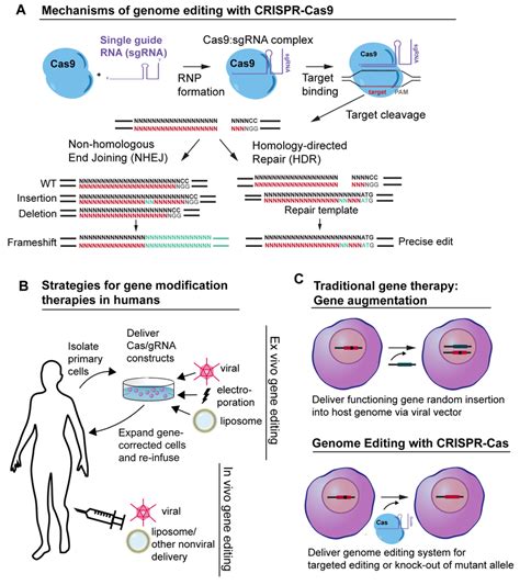 Crispr Cas9 Gene Editing Strategies A Mechanism Of Crispr Cas9