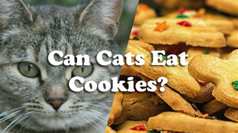 Can Cats Eat Cookies Pet Consider