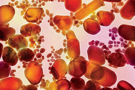 Magnetic Bacteria Could Help Destroy Tumors And Fight Cancer