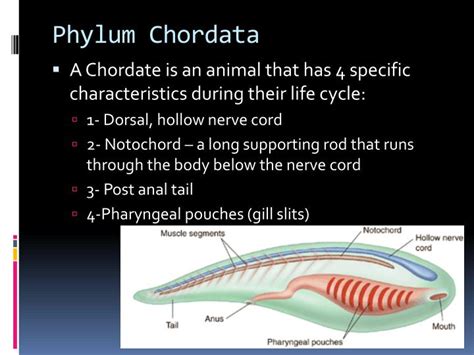 Ppt Phylum Chordata Powerpoint Presentation Free Download Id