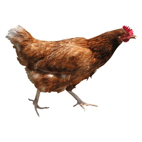 Chicken Png Images Transparent Hd Photo Clipart Photo Clipart