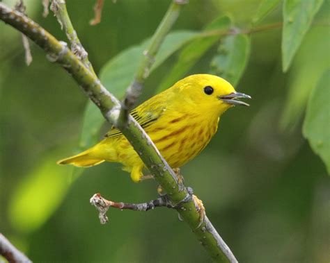 Steven Manly Yellow Warbler The National Wildlife Federation Blog