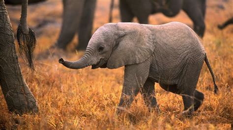 Elephant Sounds For Kids Learn Trumpeting Rumbling And Roaring