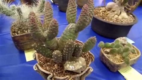Aggiungi alla lista dei desideri. San Diego Cactus & Succulent Society Show 6/7/14 (1/5 ...