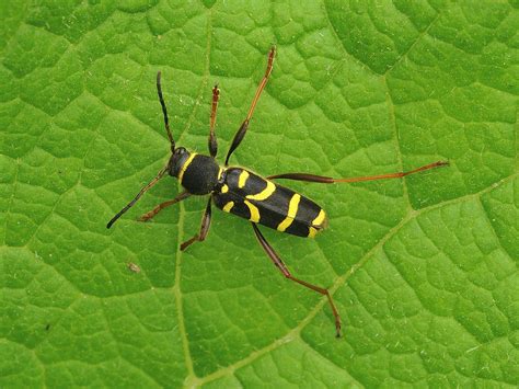 Clytus Arietus Wasp Beetle Cerambycidae 2352017 Topsham Tim