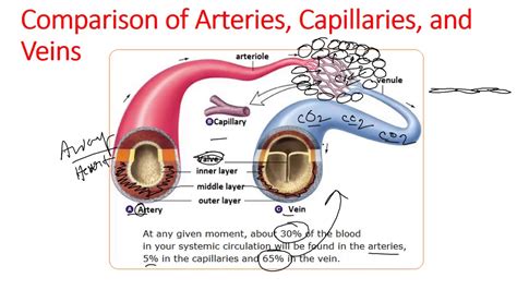 Blood vessels are the specially designed tubes that carry blood throughout the body. Blood vessels anatomy and physiology - YouTube
