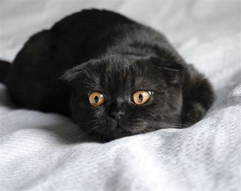 Black Scottish Fold Cat Follow Us In Instagram Scottish Fold Cat