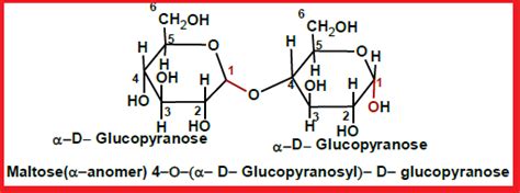Disaccharides Sucrose Maltose Cellobiose And Lactose