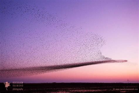 Starling Murmuration Murmuration Birds In The Sky World Best Photos