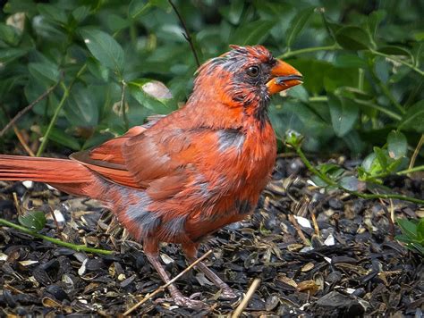 Cardinal In Fall Molt Photo By Margie Tookapic