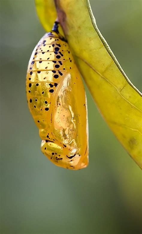 Butterfly Chrysalis Do You Know Which One It Is Butterfly
