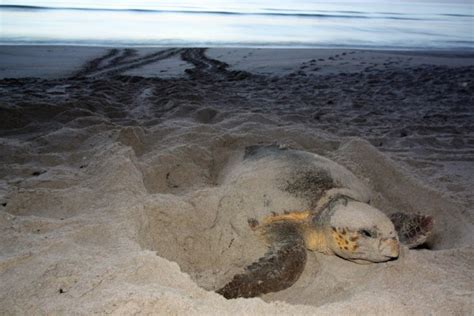 Step Softly Sea Turtles Nesting Florida Hikes