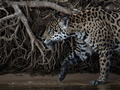 Panthera Onca Smithsonian Photo Contest Smithsonian Magazine