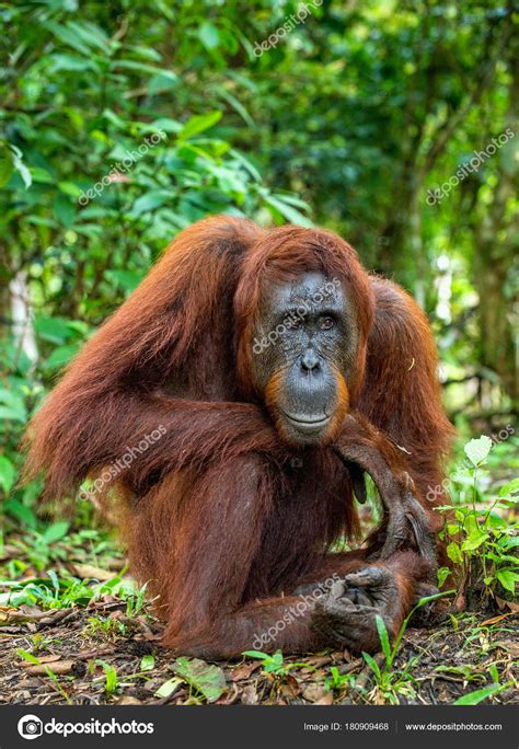 Close Portrait Bornean Orangutan Pongo Pygmaeus Wild Nature Central