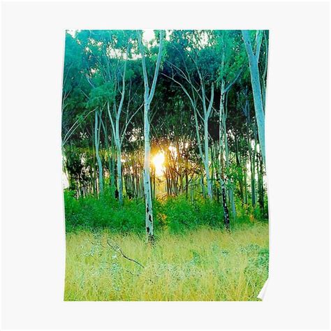 Sun Setting Through Gum Trees Poster By Style Me Bold Redbubble