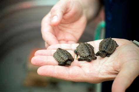 Some Like It Hot Scientists Figure Out Why Female Turtles Are Born At