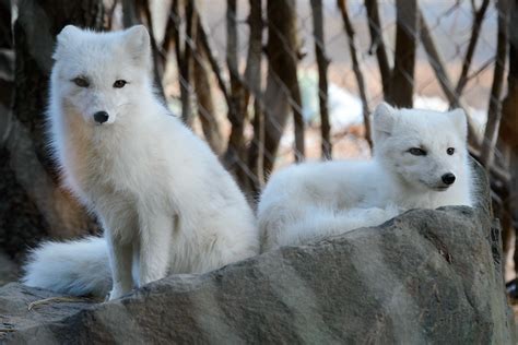 Arctic Foxes Flickr Photo Sharing