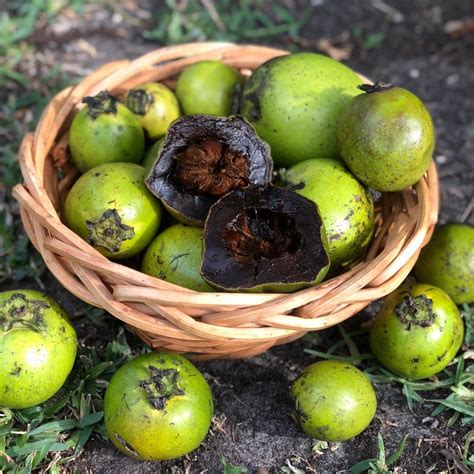 Black Sapote - Buy Black Sapote online from Miami Fruit