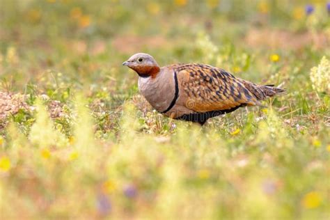 Black Bellied Sandgrouse Between Flowers Stock Image Image Of Nature
