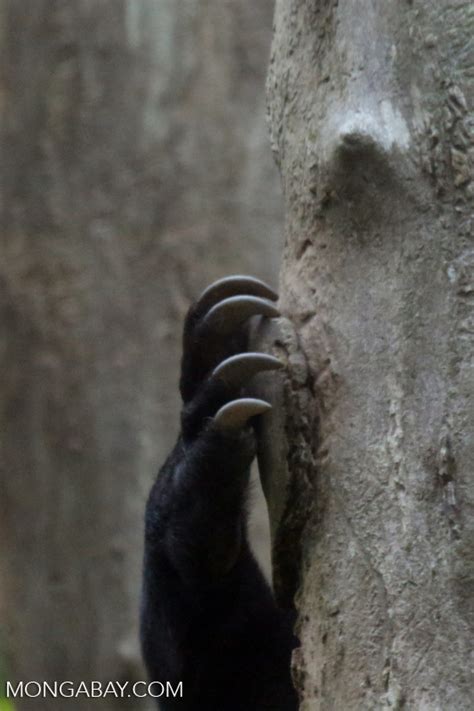 Sloth Bear Claws