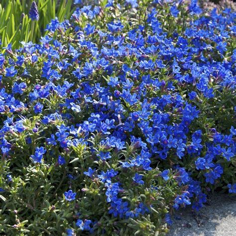 Lithodora Diffusa Heavenly Blue A Compact Perennial Blooms Late