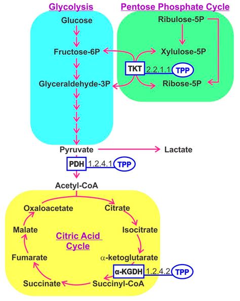 The Central Carbohydrate Metabolism Pathways Involving Thiamine