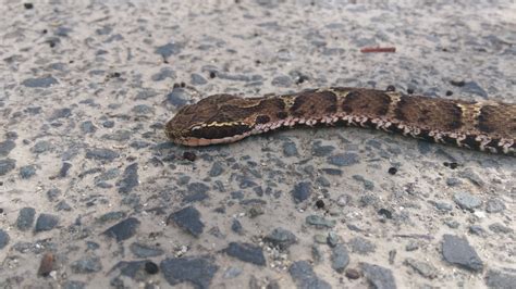 Snake Profile Japanese Mamushi Pit Viper 7 Stunning Photos