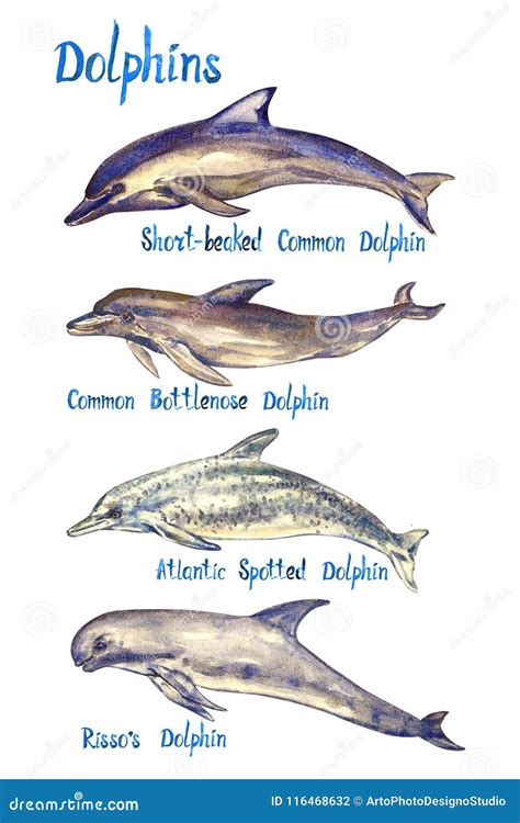 Dolphins Species Set Short Beaked Common Bottlenose Atlantic Spotted