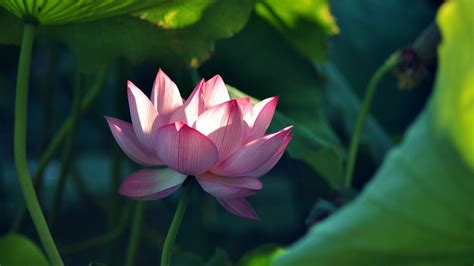 Maybe you would like to learn more about one of these? Lotus Flower Wallpapers Images Photos Pictures Backgrounds