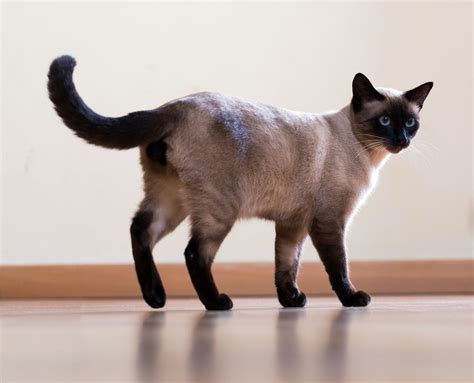 36 Best Photos Siamese Cat Personality Siamese Cat Breed Profile