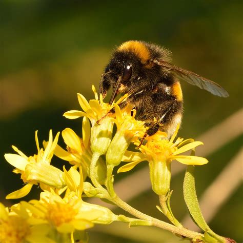 List Of Bumblebee Species Wikipedia